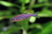 Research Aims to Cut Zebrafish in Lab Experiments