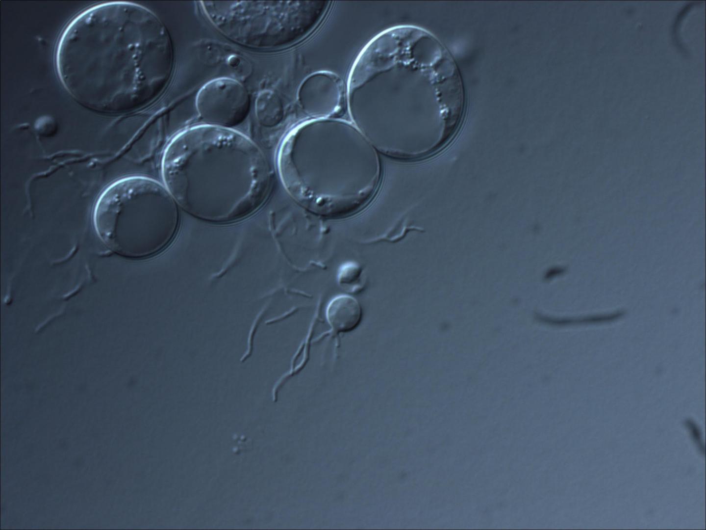 <i>Batrachochytrium dendrobatidis</i>