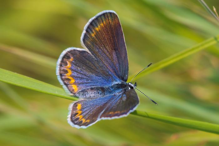 Karner blue butterfly