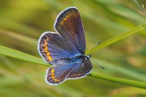 Karner blue butterfly