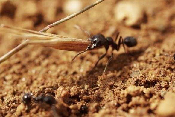 Ants Restore Mediterranean Dry Grasslands
