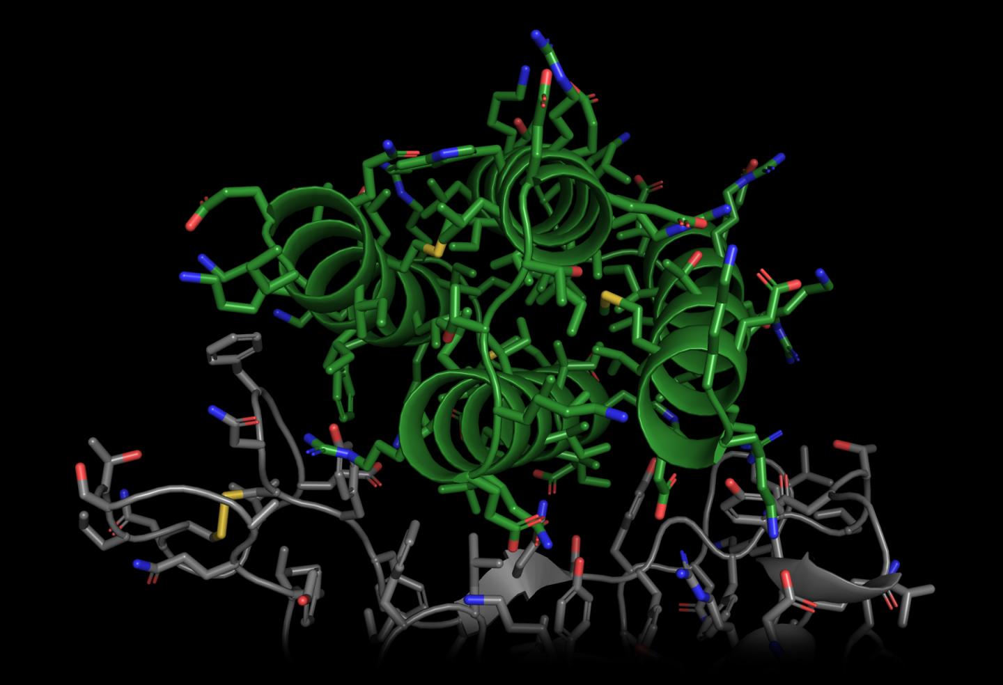 A Potential Coronavirus-Blocking Protein