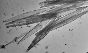 Pseudo-nitzschia spp., algae that produces the neurotoxin domoic acid