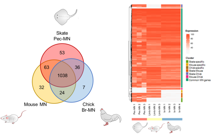genes overexpressed in motor neurons of each species