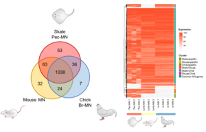 genes overexpressed in motor neurons of each species