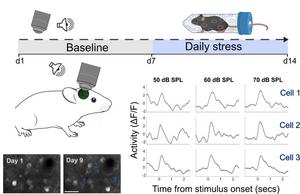 “I can’t hear you, I’m too stressed”: Repeated stress in mice reduces sound perception