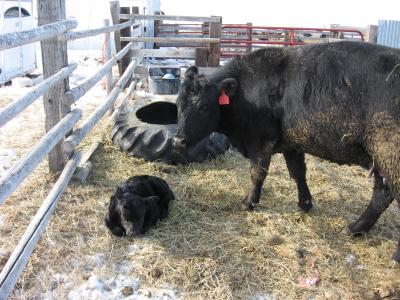 Newborn Calf in Glasgow, Mont. (1 of 3)