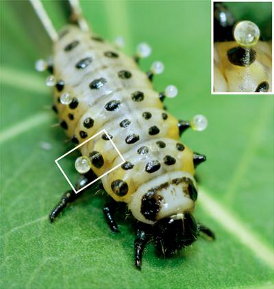 Poplar Beetle Larva