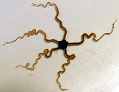 Brittlestar Amphiura filiformis