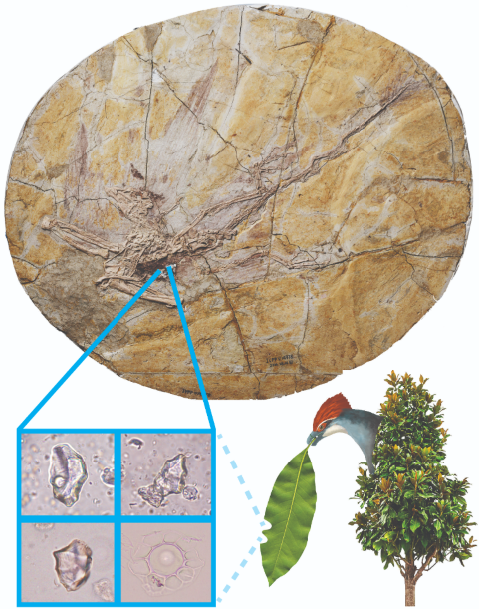 The 120-million-year-old fossil skeleton with feathers of the juvenile early bird Jeholornis from China, showing some microscopic fossil phytolith remains of its last meal of leaves from magnoliid trees