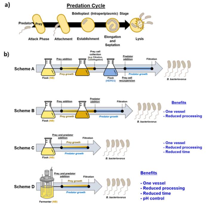 Schematic image, showing the one-pot fermenter processing for the mass cultivation of predatory bacteria.
