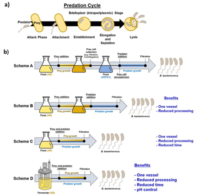 Schematic image, showing the one-pot fermenter processing for the mass cultivation of predatory bacteria.