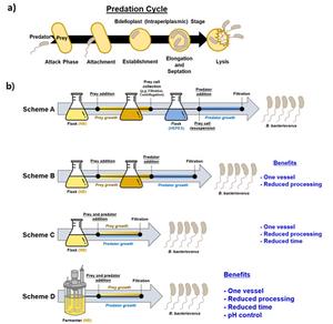 Schematic image, showing the one-pot fermenter processing for the mass cultivation of predatory bacteria.