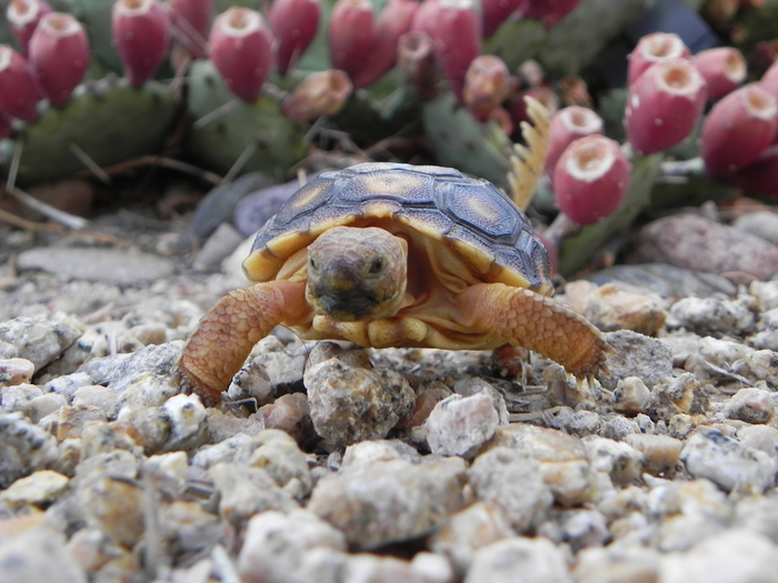 Baby Sonoran Desert Tortoise