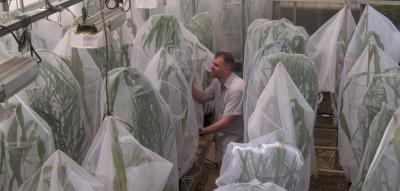 Greenhouse Experiment: Western Corn Rootworm on Miscanthus