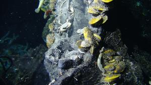 Deep-sea hydrothermal vent site ‘Crab Spa'