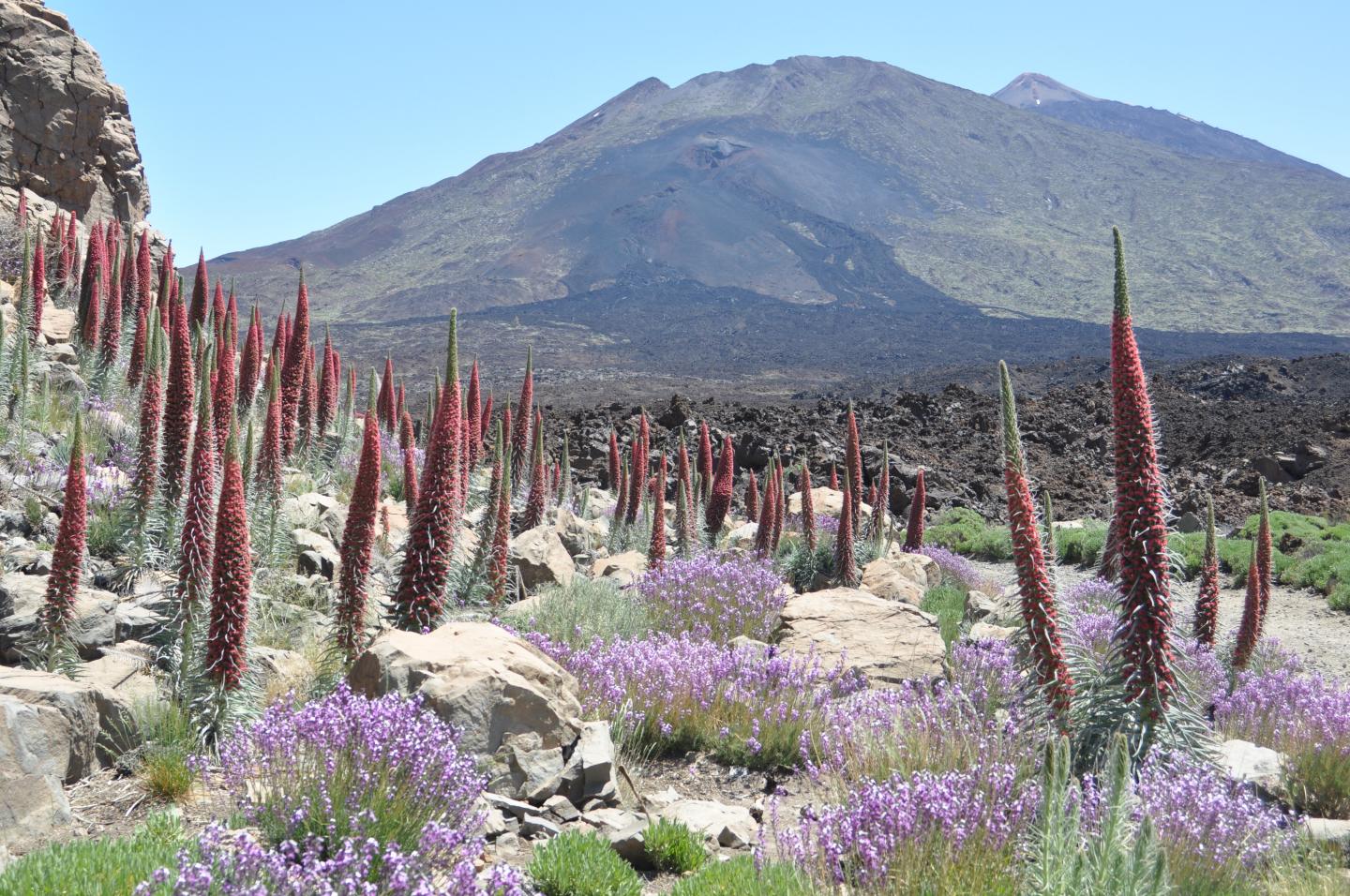 Plant Scientists Propose New Classification System for European Vegetation