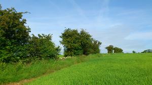 Unmanaged hedgerow