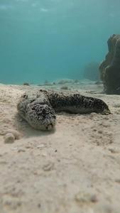Sea cucumber excreting sediment