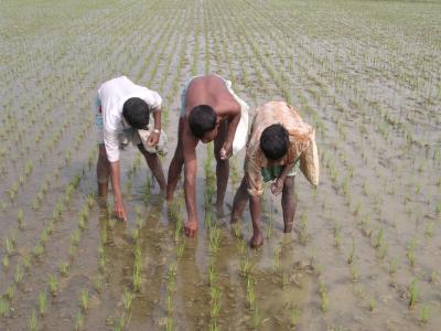 Application of Urea Briquettes