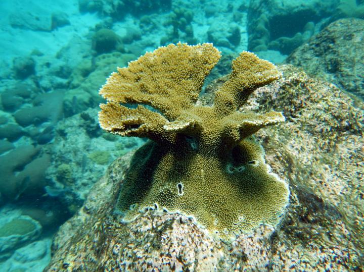 Elkhorn Coral (2 of 2)