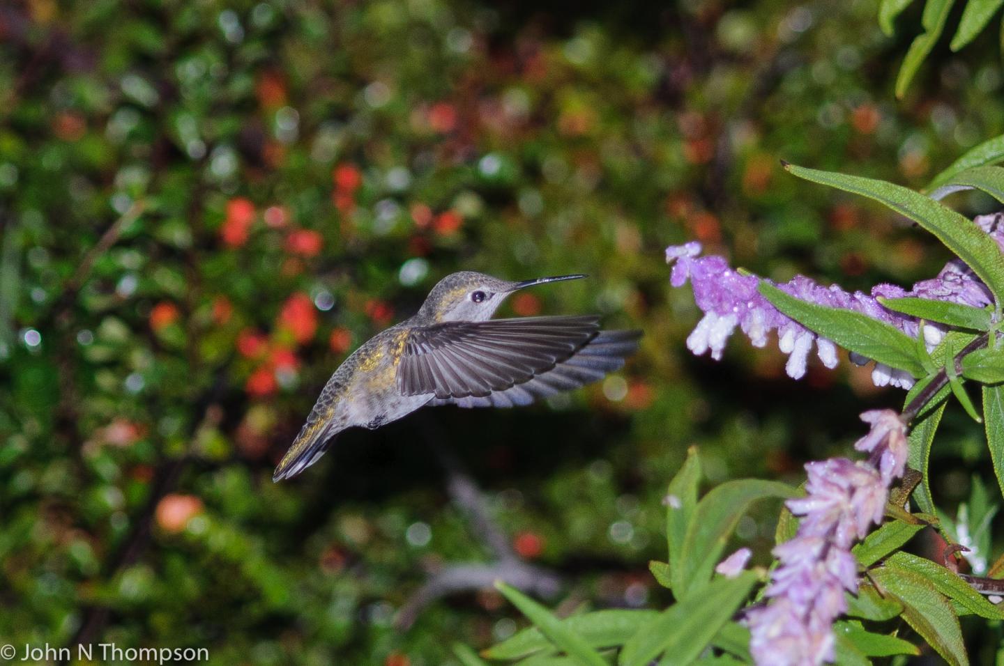 Anna's Hummingbird
