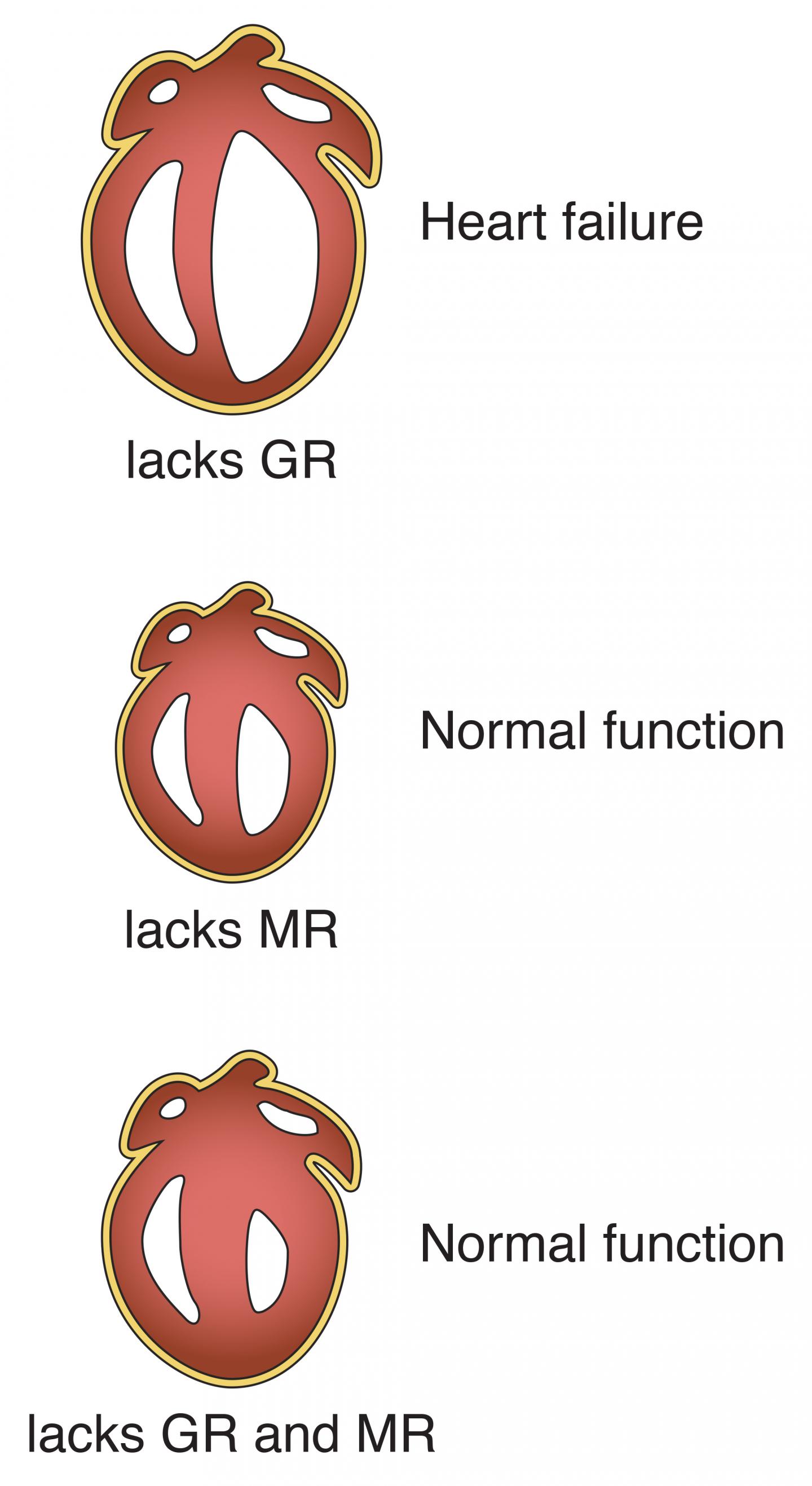 Illustration of Mouse Hearts that Lack Stress Hormone Receptors