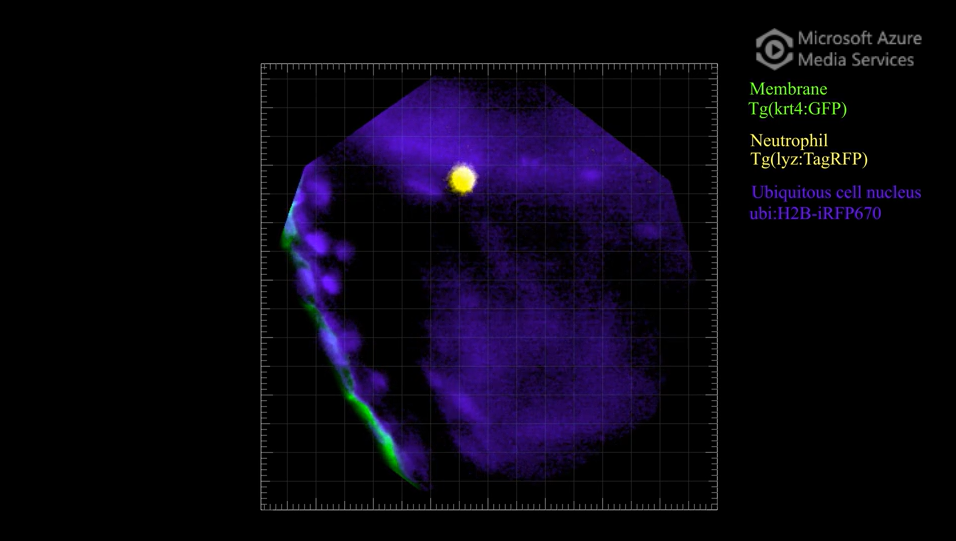 Zebrafish embryo beating heart captured at 20fps