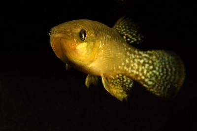 Gulf Killifish