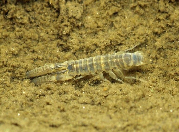 Mud Shrimp