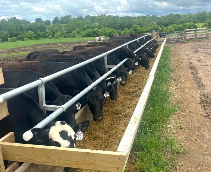 Market-ready beef cattle in the study maintained quality indicators 60 days after transitioning to less-expensive, low-input maintenance diets.