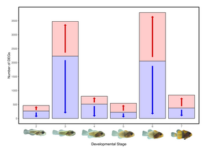 Ocean warming impacts gene activity of clownfish larvae