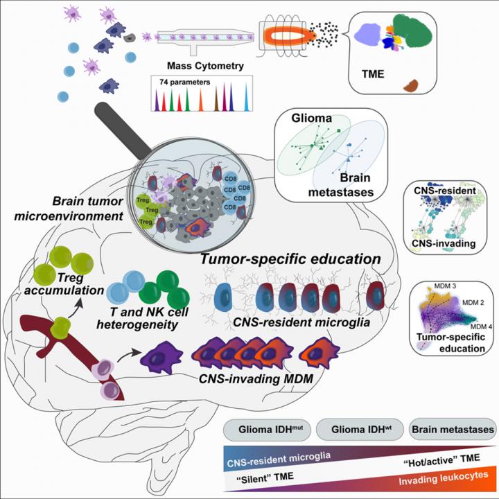 Mapping Immune Cells In Brain Tumors Science Codex