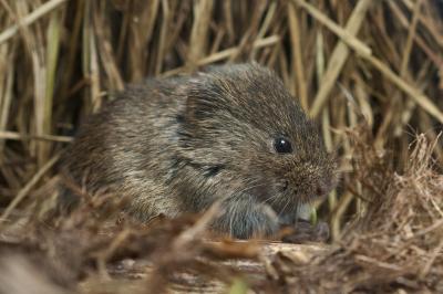 Continent-Wide Look at Vole Populations (2 of 9)