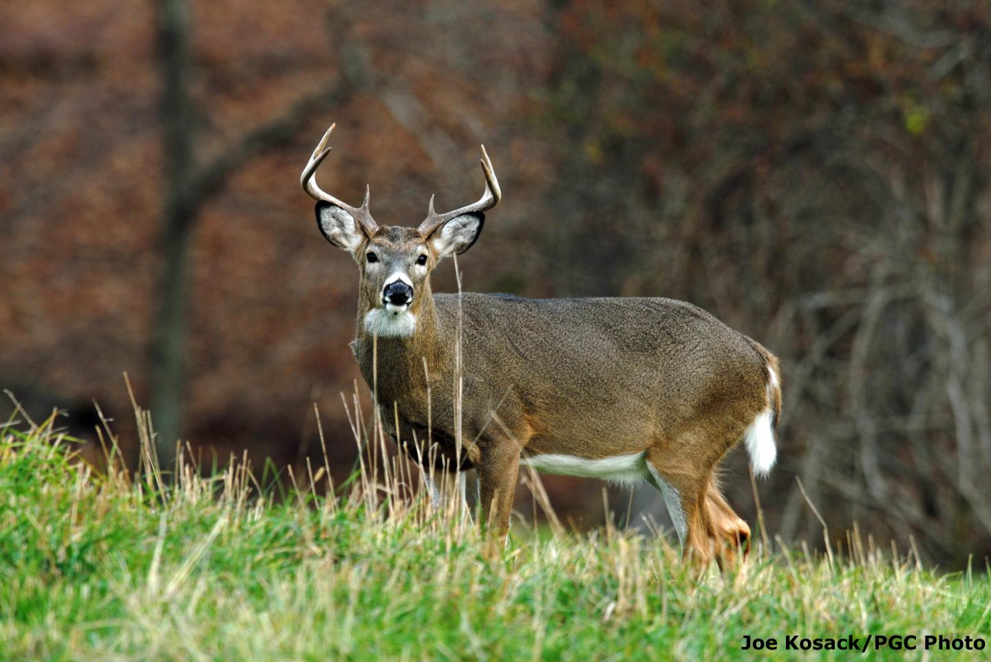 Northeastern deer more susceptible to wasting | EurekAlert!