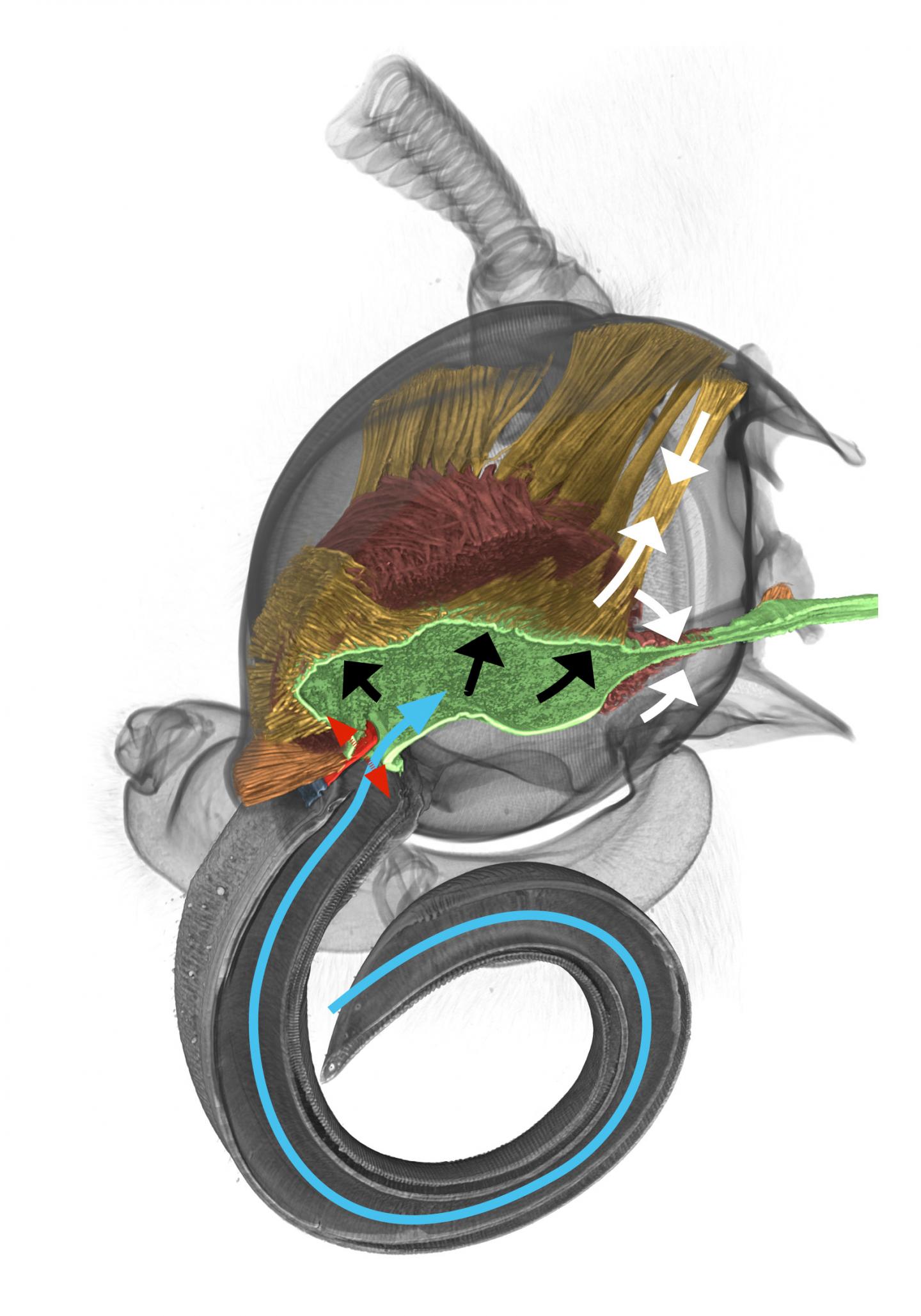 3-D-Reconstruction of a Head of a Death's Head Hawk Moth