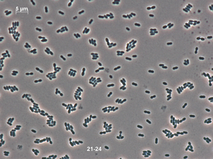 Enterococcus innesii