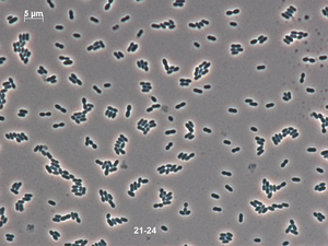 Enterococcus innesii