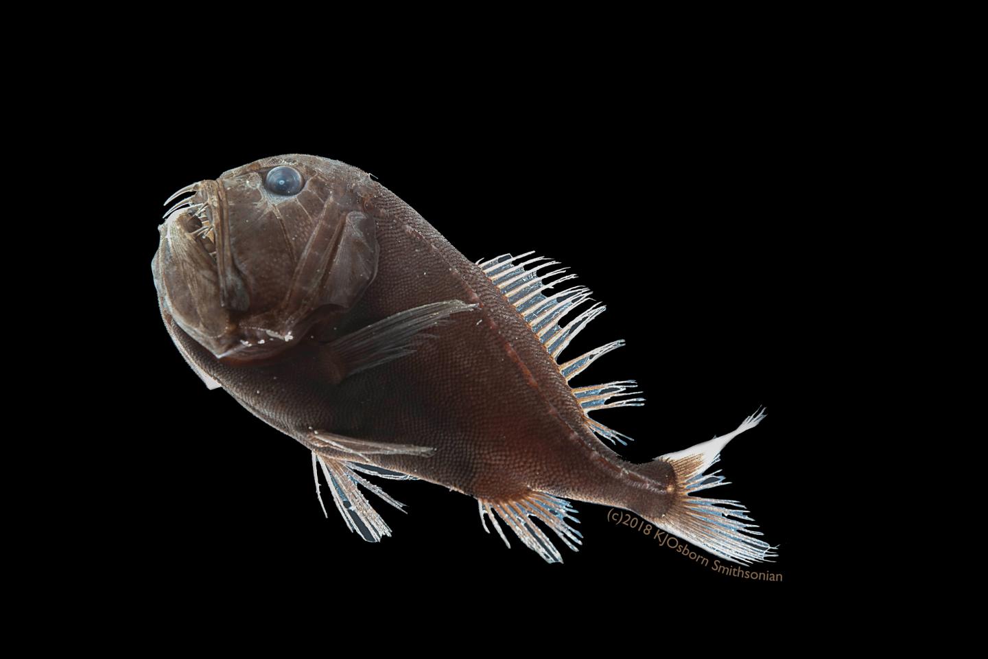 One Specimen of the Ultra-Black Fish Species Anoplogaster cornuta