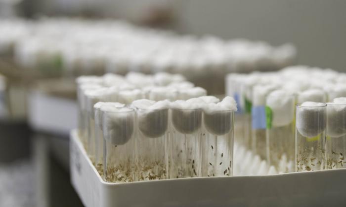 Fruit flies in the lab of University of Rochester biologist Amanda Larracuente.