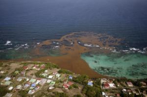 Sargassum header image