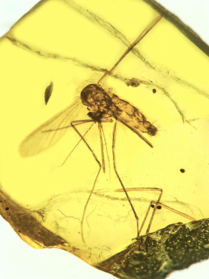Oldest Fossil Showing <i>Plasmodium malaria</i>