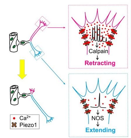 Pathfinding Selection Mechanism of Endothelial Tip Cells