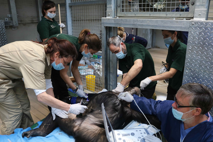 Chimp being examined