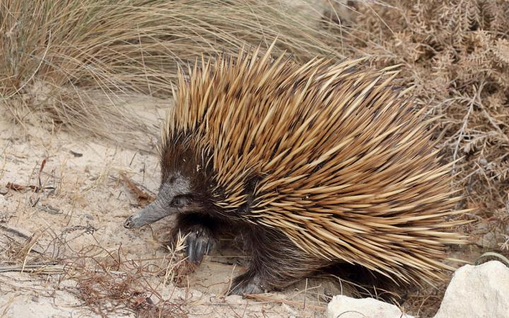 Echidna