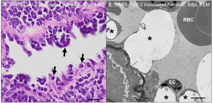 SARS-CoV-2 innoculated hamster