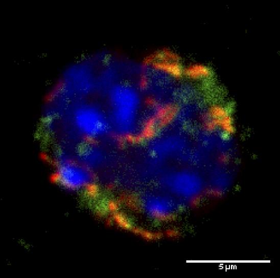 Mouse Hematopoietic Progenitor Cell Expressing BCL-XL