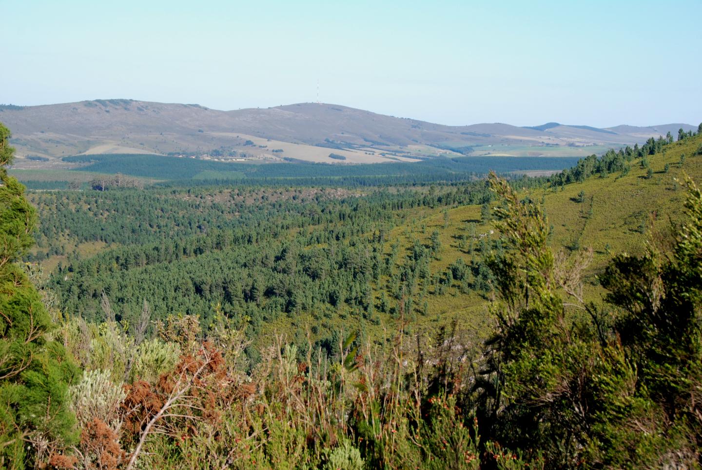 Invasive Pines in the Western Cape Threatens Biodiversity and Increase the Intensity of Wildfires
