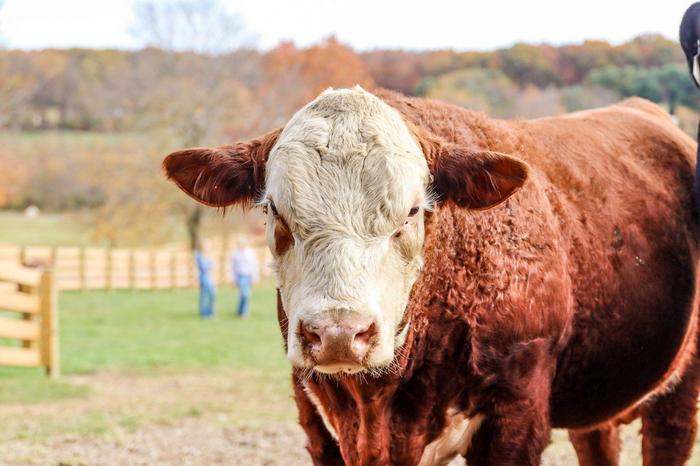 What If Cows Could Talk?