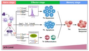 The m6A modification in regulating CD8 T cell response